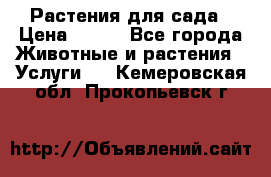 Растения для сада › Цена ­ 200 - Все города Животные и растения » Услуги   . Кемеровская обл.,Прокопьевск г.